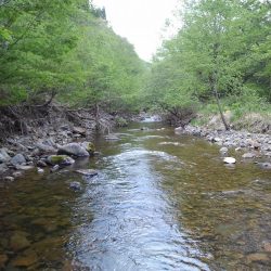 渓流ミノーイング